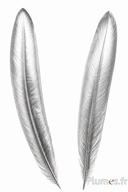 Pfau blau - 40-45 cm - silbern